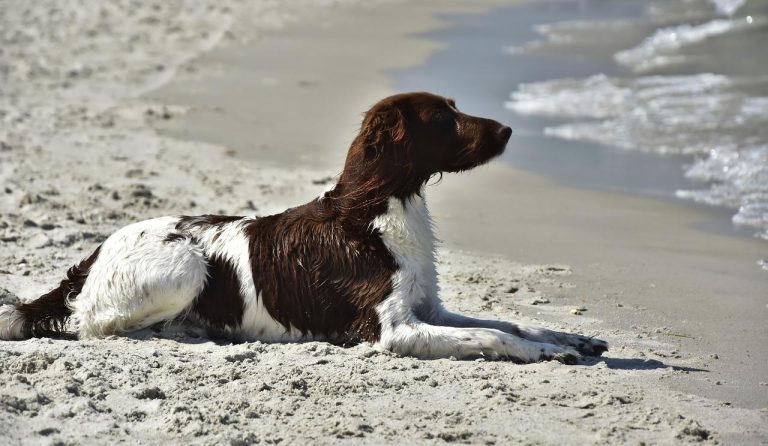 vakantiehuis huren op Vlieland met hond